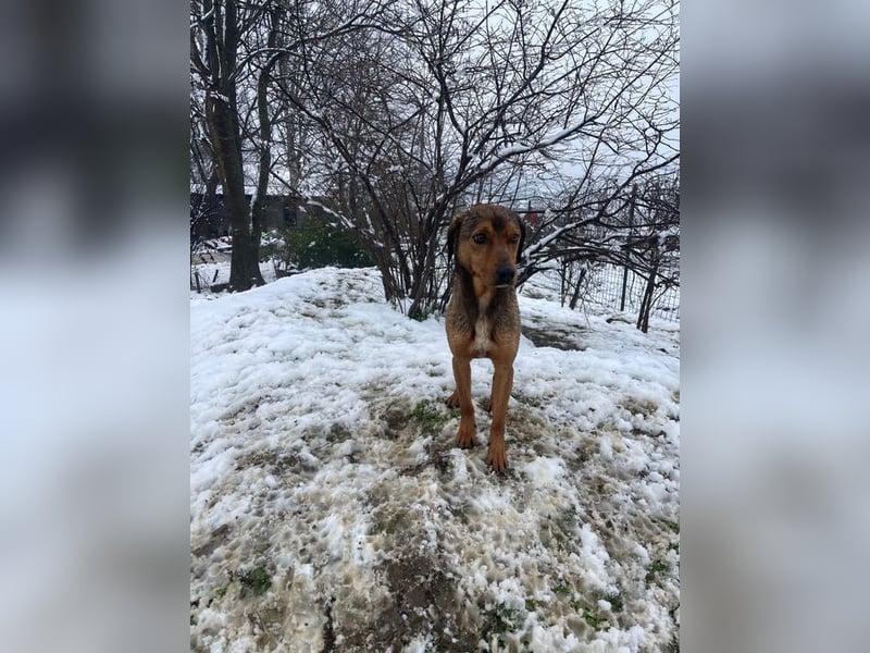 JARO – sanfter, sensibler Rüde mit viel Potenzial