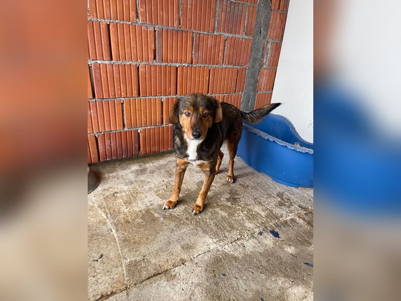 PEPI – sensibles, ruhiges Seelchen