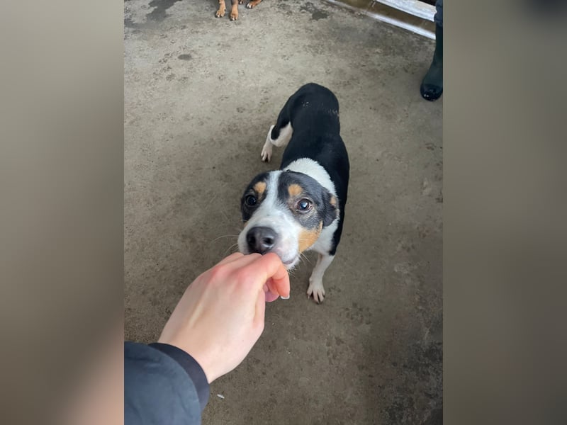 MUFFIN – schüchterner, sensibler Rüde