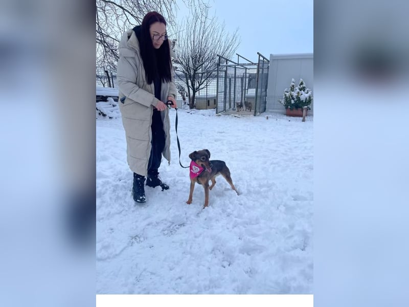 Molly – Ein Wirbelwind auf vier Pfoten sucht ihr Abenteuer-Zuhause