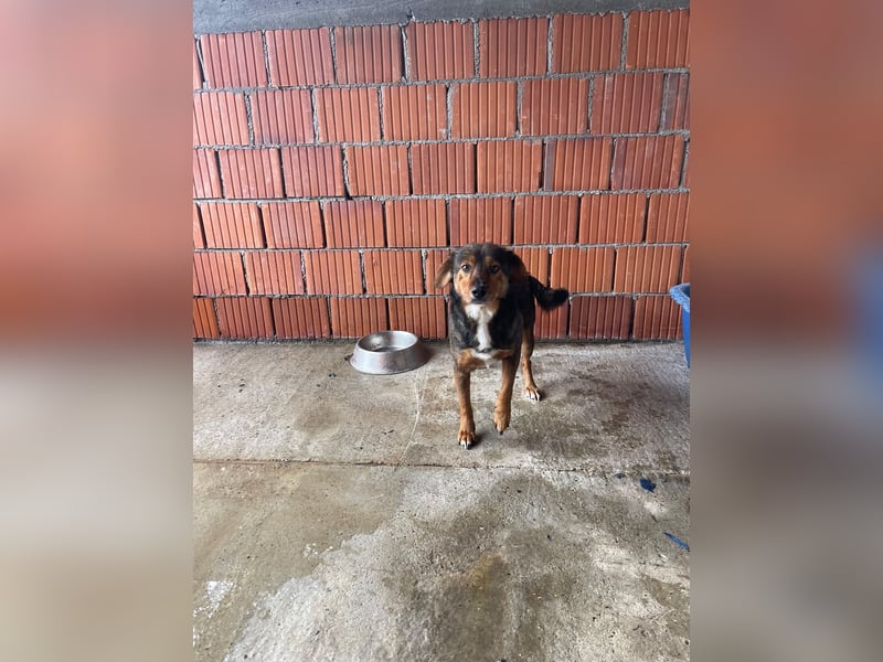 PEPI – sensibles, ruhiges Seelchen