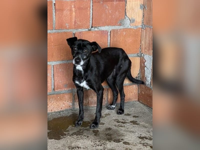 ZARA – Eine ganz sanfte Seele