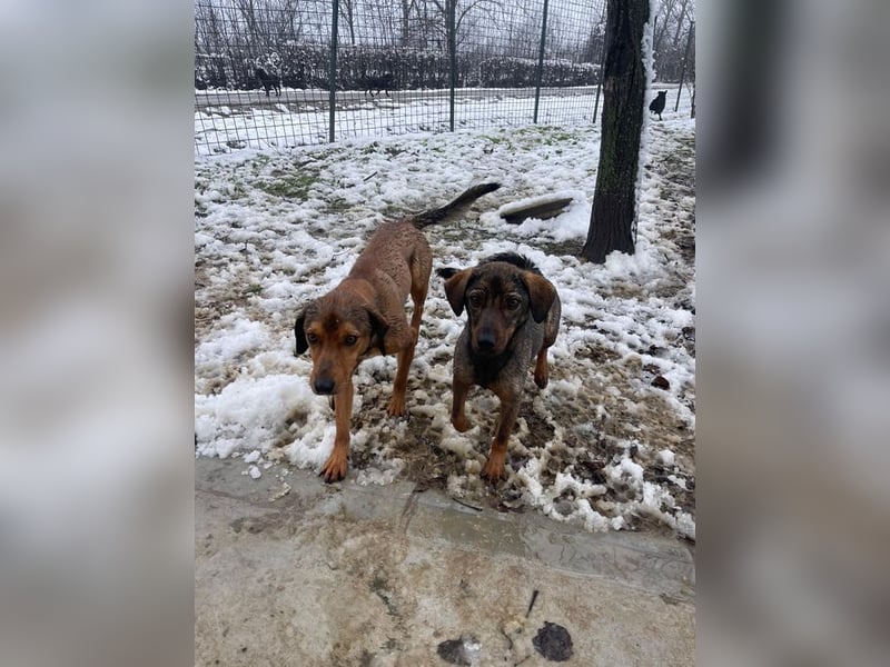 JARO – sanfter, sensibler Rüde mit viel Potenzial