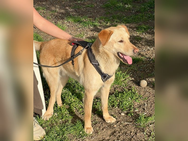 Findus - unser liebenswerter Riese