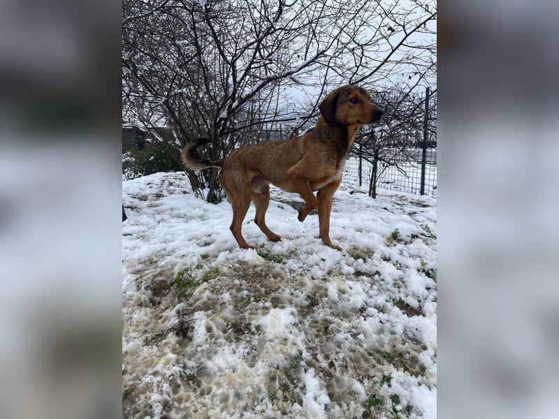 JARO – sanfter, sensibler Rüde mit viel Potenzial