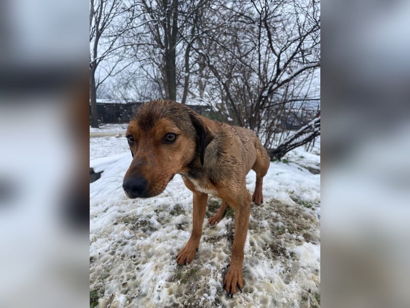 JARO – sanfter, sensibler Rüde mit viel Potenzial