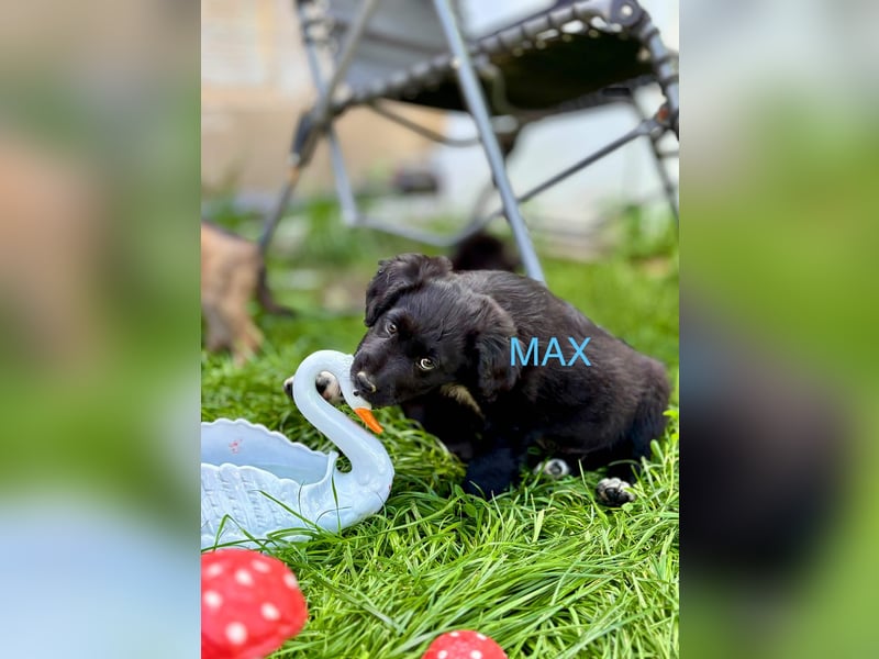 Max Welpe - sucht seine Familie!