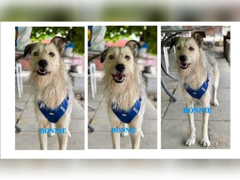 Bonnie sucht Geduld!