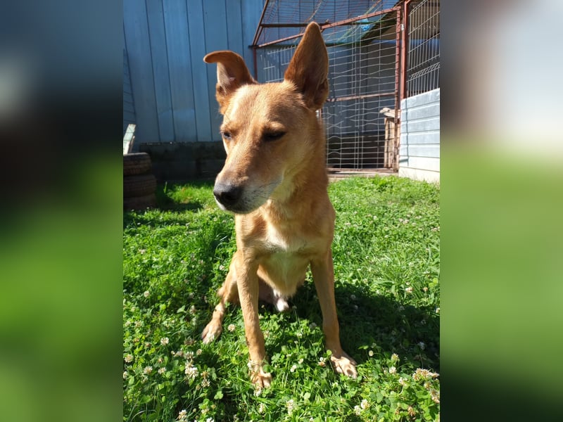 Max sucht Dringend eine Pflegestelle!