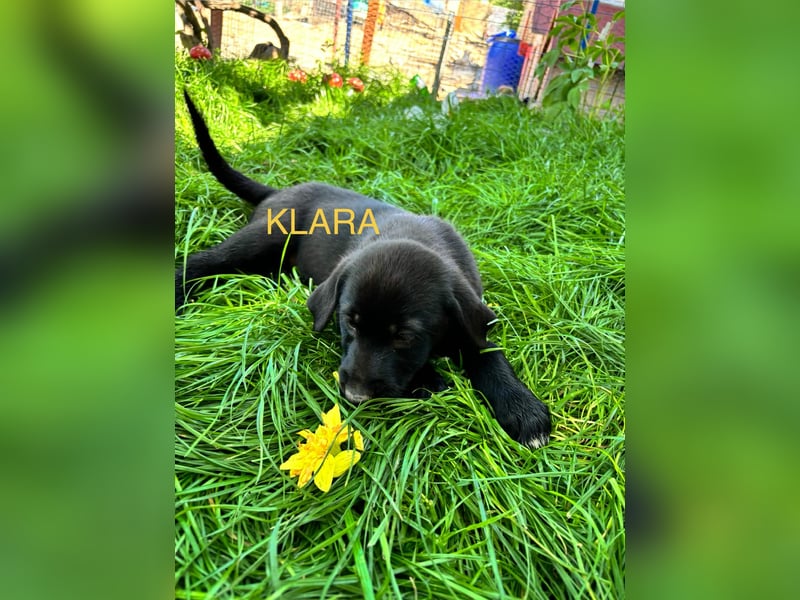 Reserviert!  Klara - Welpe sucht Ihre Familie