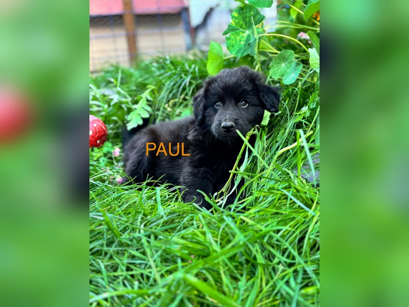 Paul Welpe - sucht seine Familie