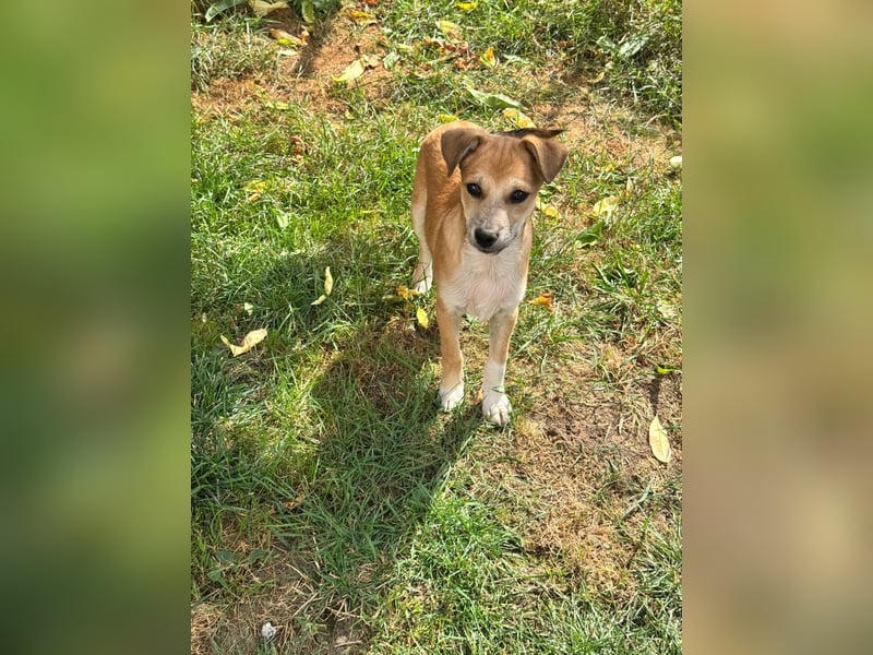 Milo Welpe - sucht eine liebevolle Familie!