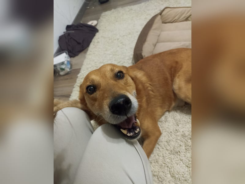 Max sucht Dringend eine Pflegestelle!