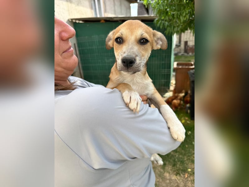 Milo Welpe - sucht eine liebevolle Familie!