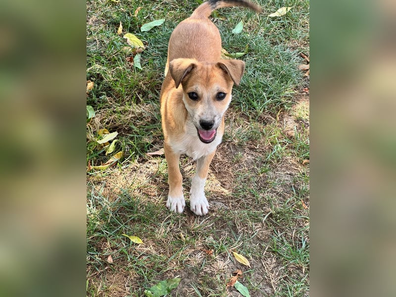 Milo Welpe - sucht eine liebevolle Familie!