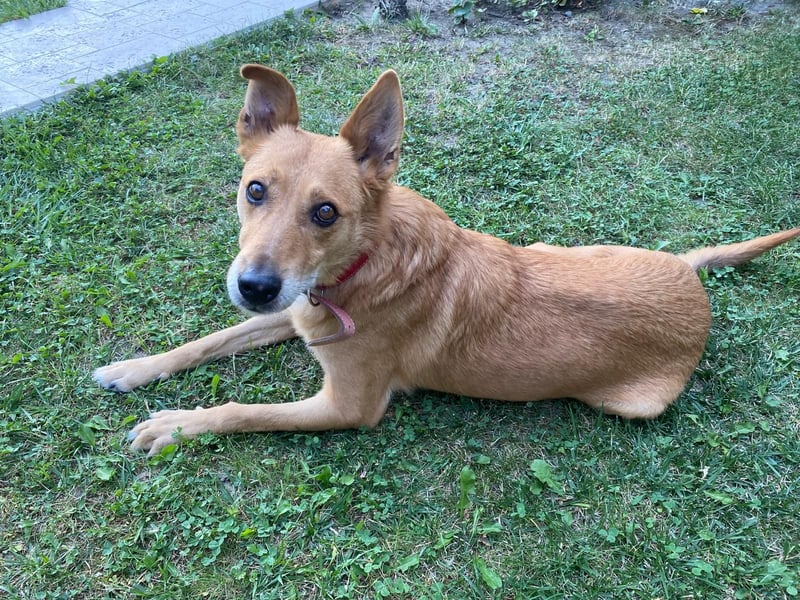 Max sucht Dringend eine Pflegestelle!