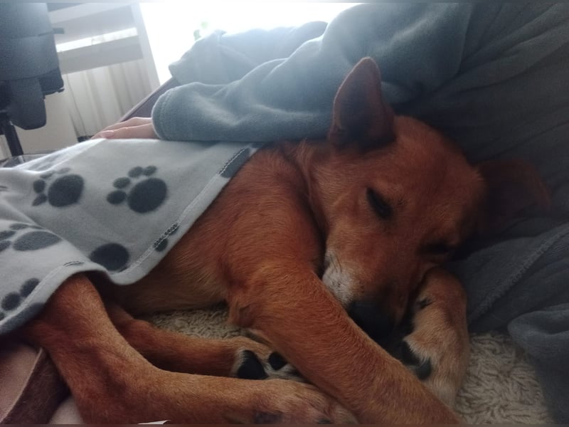 Max sucht Dringend eine Pflegestelle!