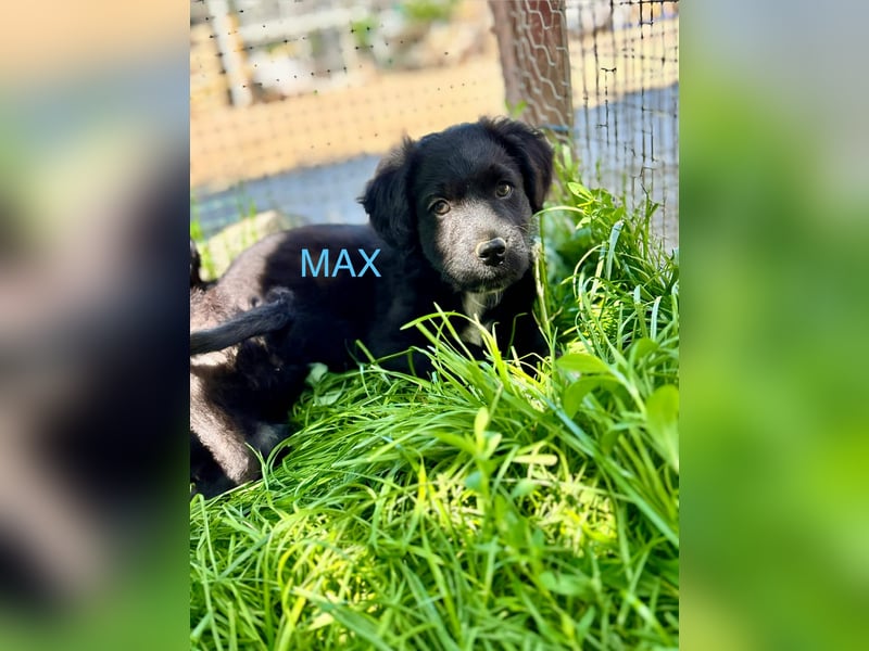 Max Welpe - sucht seine Familie!