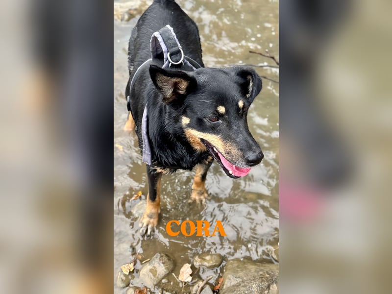 Cora – vom Kettenleben ins Herz!