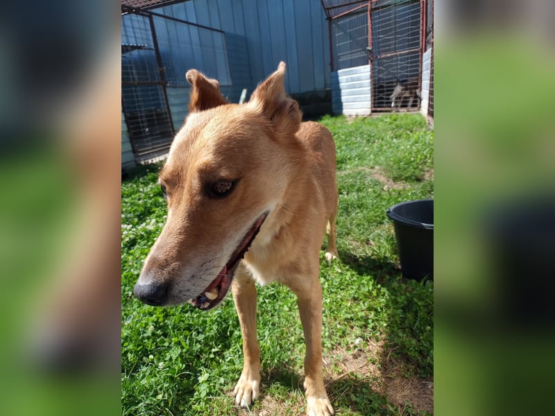 Max sucht Dringend eine Pflegestelle!