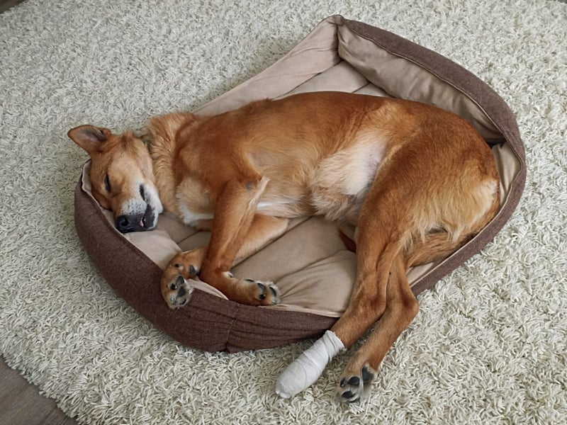 Max sucht Dringend eine Pflegestelle!