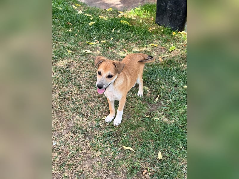 Milo Welpe - sucht eine liebevolle Familie!