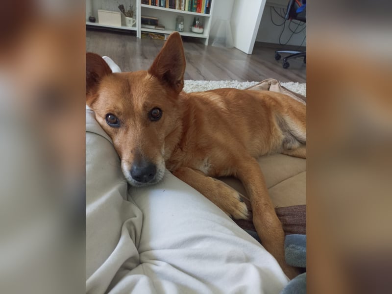 Max sucht Dringend eine Pflegestelle!