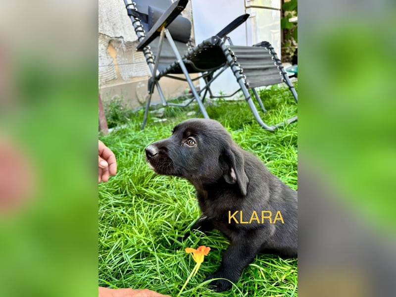 Reserviert!  Klara - Welpe sucht Ihre Familie