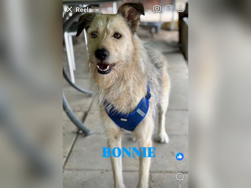 Bonnie sucht Geduld!