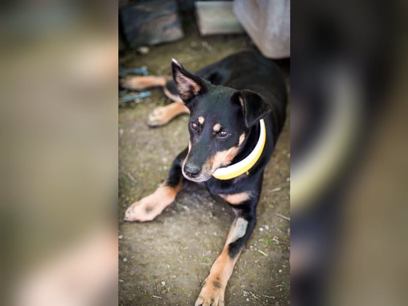 Cora – vom Kettenleben ins Herz!