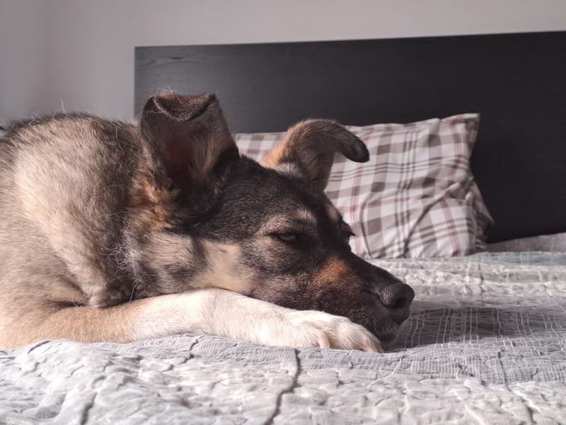 Kona sucht ihr Glück