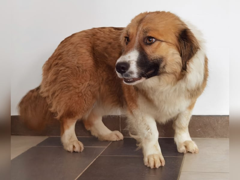 Clara sucht Ihre Menschen