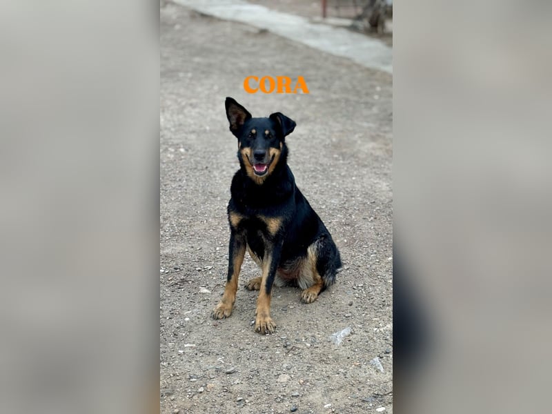 Cora – vom Kettenleben ins Herz!