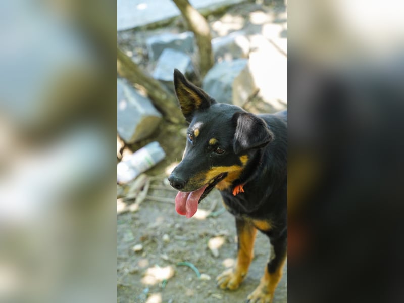 Cora – vom Kettenleben ins Herz!