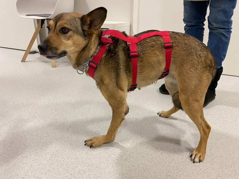 Pax sucht dringend Paten und Spender!