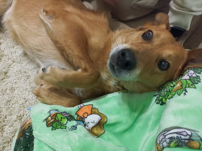 Max sucht Dringend eine Pflegestelle!