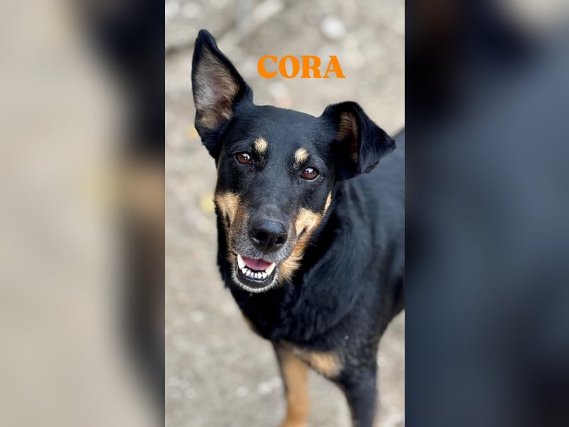 Cora – vom Kettenleben ins Herz!