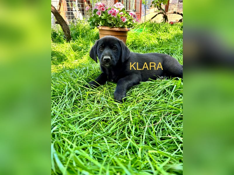 Reserviert!  Klara - Welpe sucht Ihre Familie