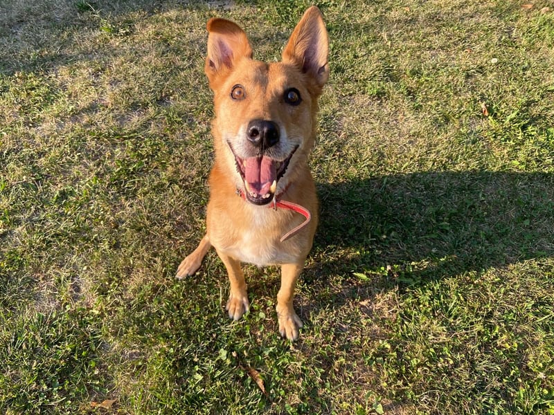 Max sucht Dringend eine Pflegestelle!