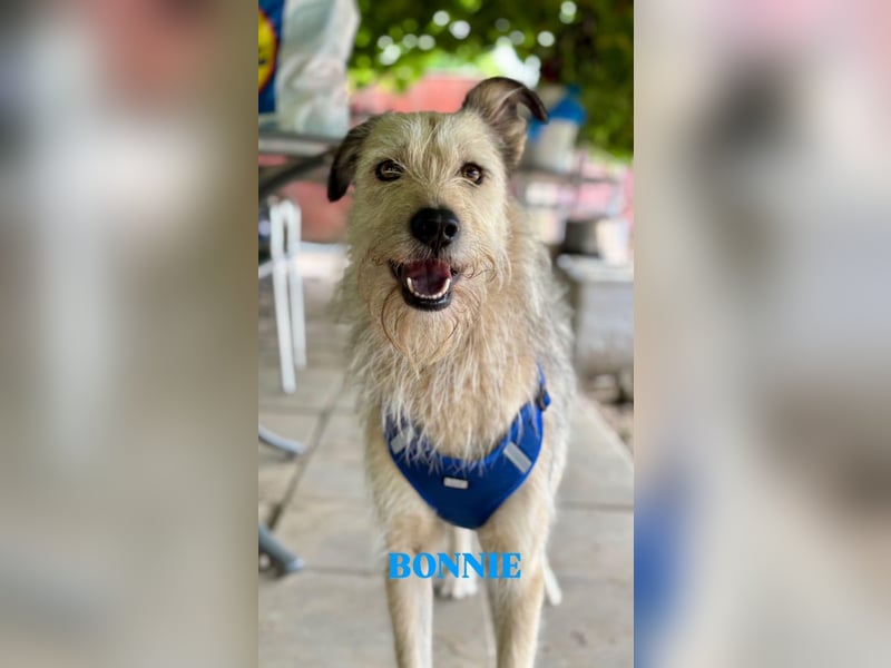 Bonnie sucht Geduld!