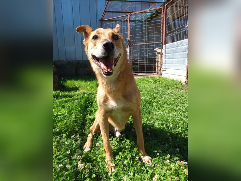 Max sucht Dringend eine Pflegestelle!