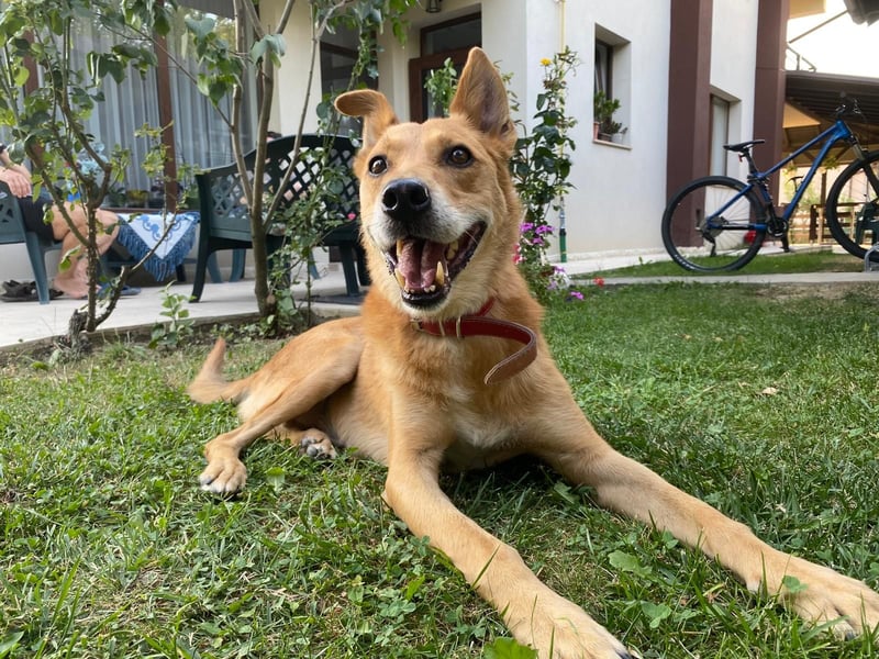 Max sucht Dringend eine Pflegestelle!