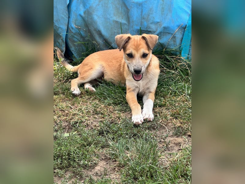 Milo Welpe - sucht eine liebevolle Familie!