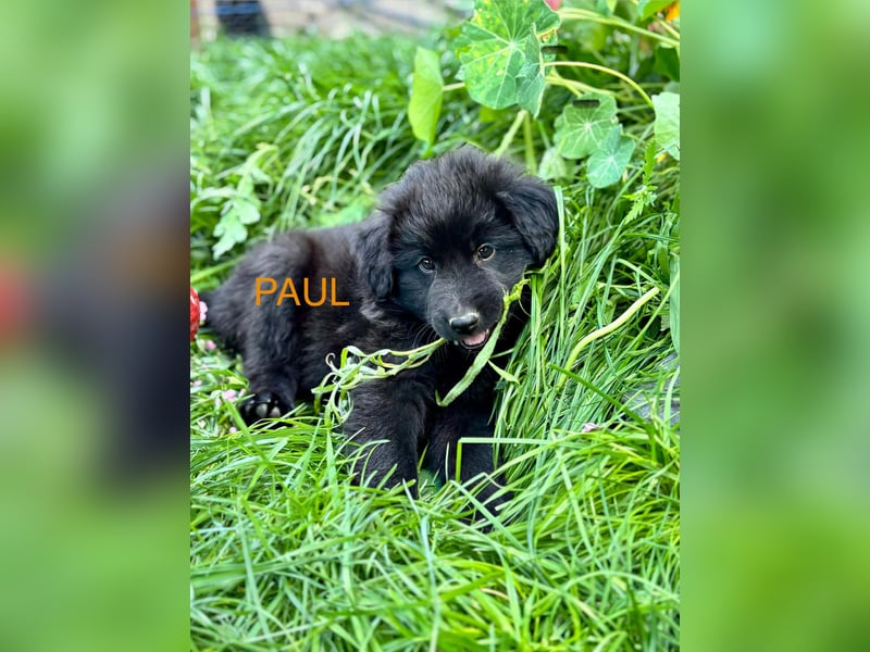 Paul Welpe - sucht seine Familie