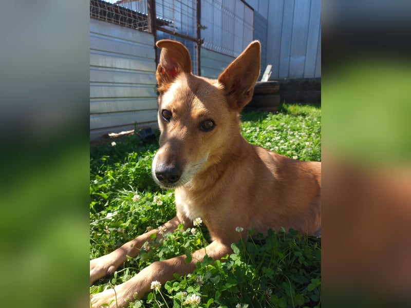 Max sucht Dringend eine Pflegestelle!