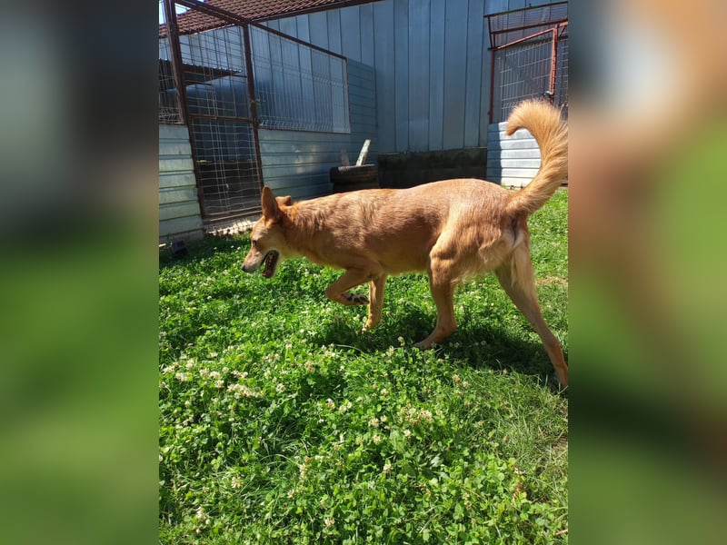 Max sucht Dringend eine Pflegestelle!