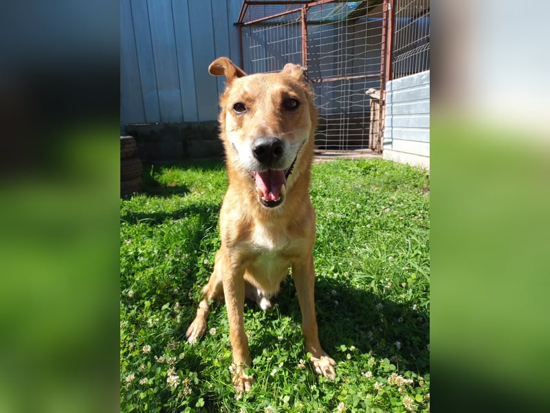 Max sucht Dringend eine Pflegestelle!