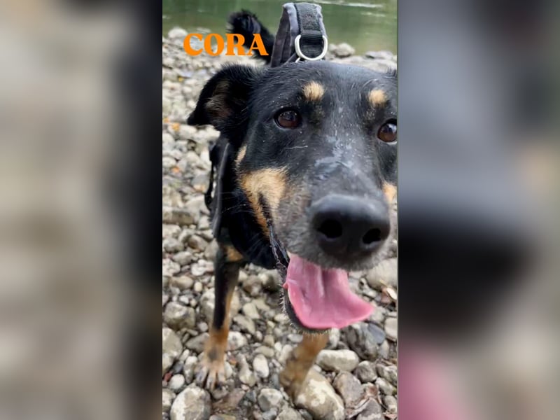 Cora – vom Kettenleben ins Herz!