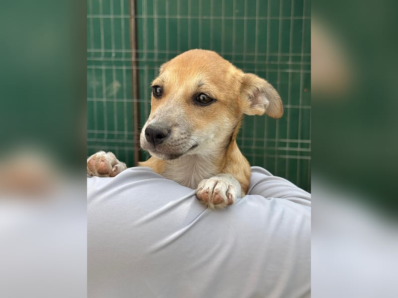 Milo Welpe - sucht eine liebevolle Familie!