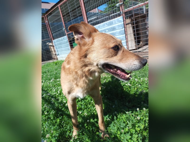 Max sucht Dringend eine Pflegestelle!